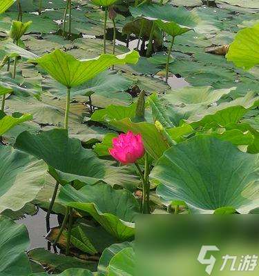 万杰芳一技能详解（掌握芳一英杰的技能属性，打造强大阵容）