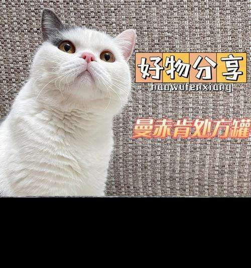 得奖猫咪的游戏生活（用一起破案的故事，了解得奖猫咪的生活）