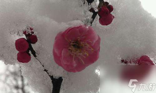 《征战梅花山雪，玩遍荣耀》（以荣耀梅花山雪作闲伴活动全攻略）