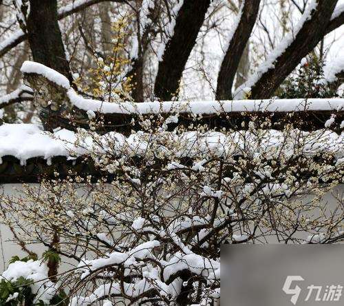 《征战梅花山雪，玩遍荣耀》（以荣耀梅花山雪作闲伴活动全攻略）