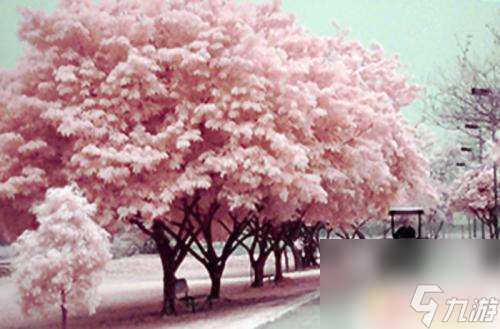 櫻花校園二次元戀愛如何選擇男主 貓神如何在櫻花校園模擬器中談戀愛