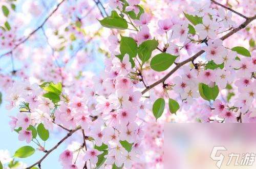 櫻花校園二次元戀愛如何選擇男主 貓神如何在櫻花校園模擬器中談戀愛