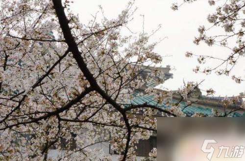 櫻花校園二次元戀愛如何選擇男主 貓神如何在櫻花校園模擬器中談戀愛