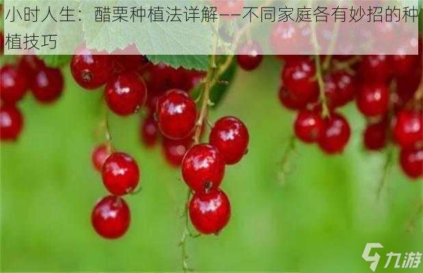 小时人生：醋栗种植法详解——不同家庭各有妙招的种植技巧