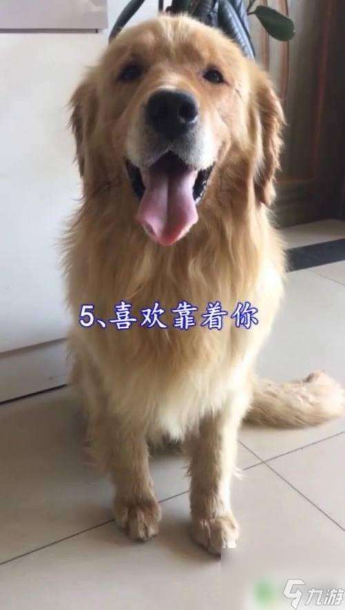 狗狗怎么示好 如何判断狗狗的态度