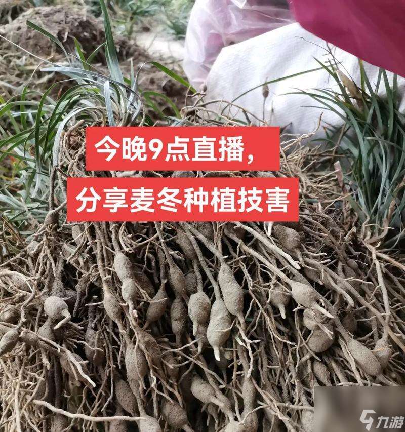 金墾小鎮(zhèn)怎么種地？有哪些高效種植技巧？