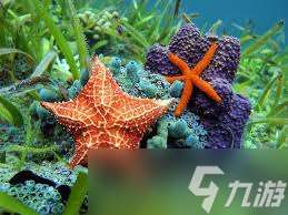 哪種海洋生物屬于棘皮動物