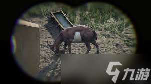 荒野大镖客2如何将动物打残