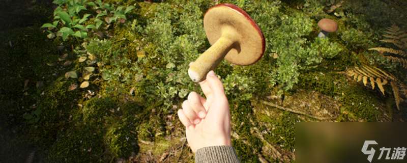 《蘑菇獵人模擬器》游戲特色內(nèi)容介紹