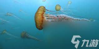 水母魚為何喜歡追隨水母