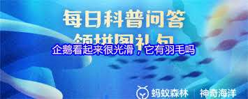 企鵝看起來(lái)很光滑它是否有羽毛