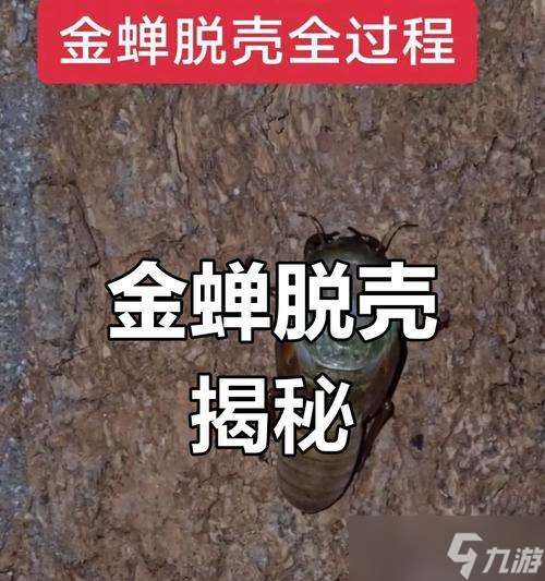 金甲蟾王變回原形的方法是什么？