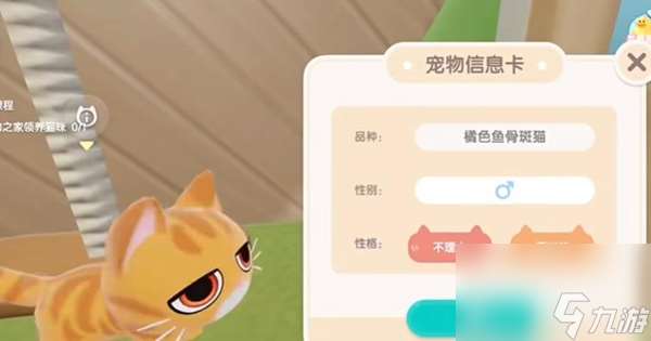 心动小镇怎么养猫