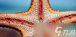 哪種海洋生物屬于棘皮動物