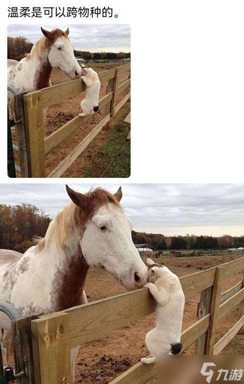 小森生活 小森生活中你能捕捉的各類動物及其特點