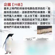 企鹅通常黑白两色的配色有什么效果